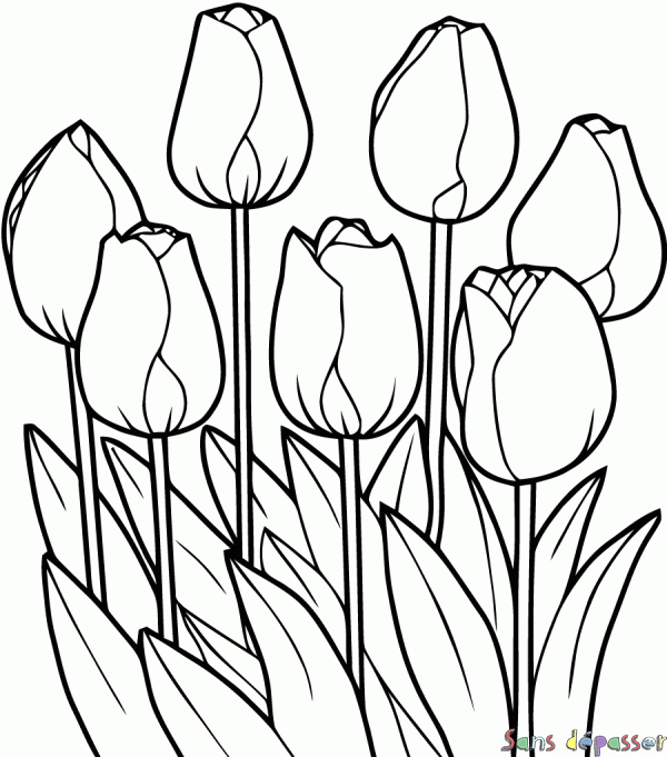 Coloriage Tulipes