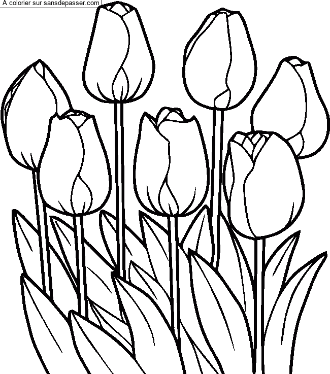 Coloriage Tulipes