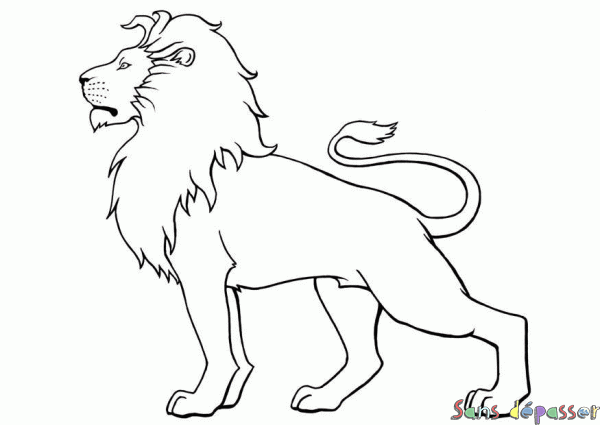 Coloriage Lion Majestueux Sans Depasser