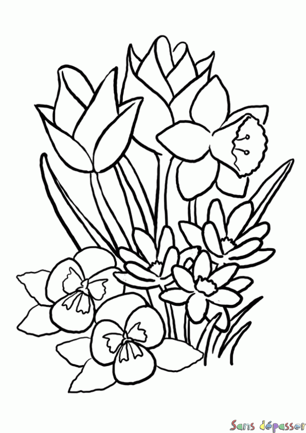 Coloriage Tulipes et jonquilles