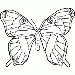 Coloriage Grand papillon