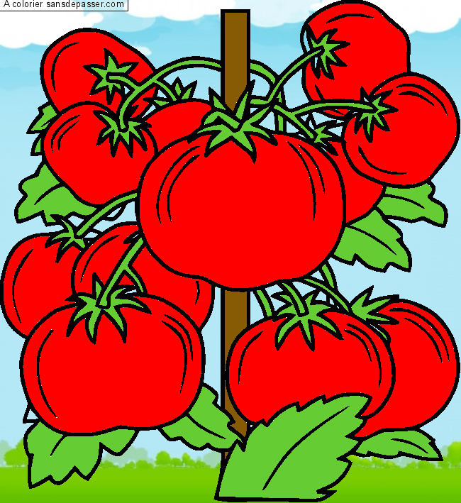 Coloriage Pied de tomates