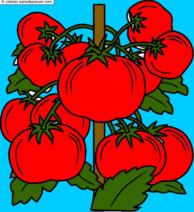 Pied de tomates par Gabi