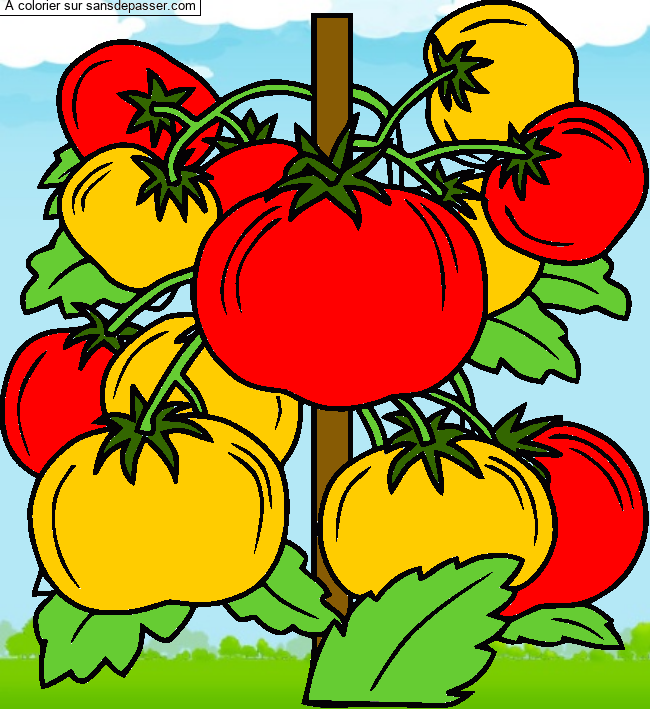 Pied de tomates par un invit&eacute;