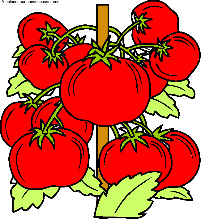 Pied de tomates par un invit&eacute;