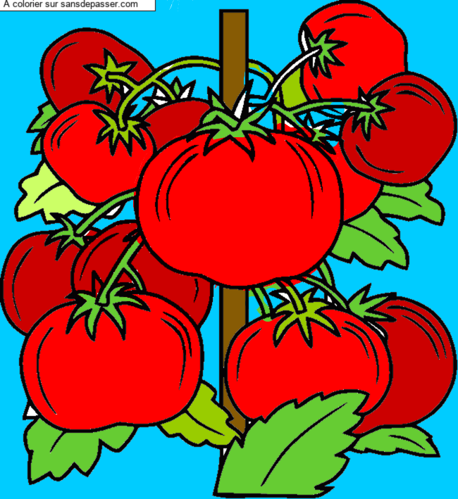 Pied de tomates par un invit&eacute;