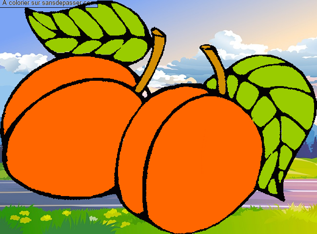 Abricots par un invité