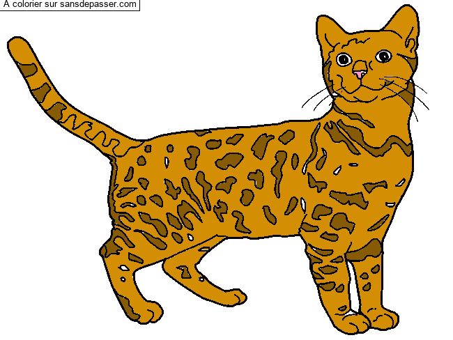 Chat Bengal par un invit&eacute;