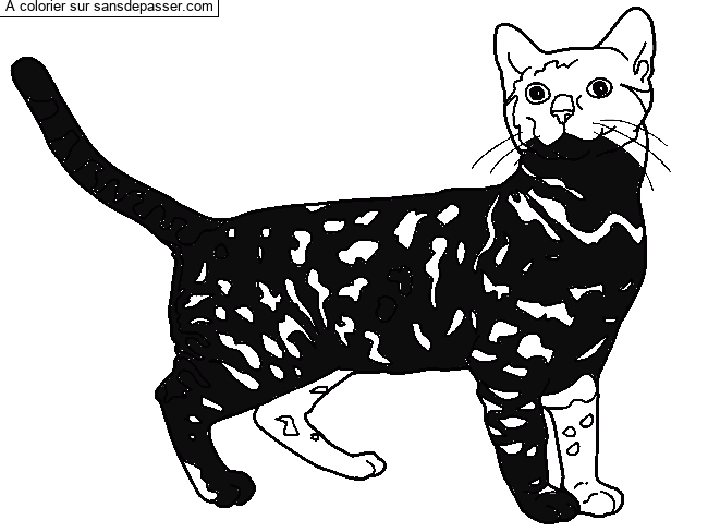 Chat Bengal par un invit&eacute;