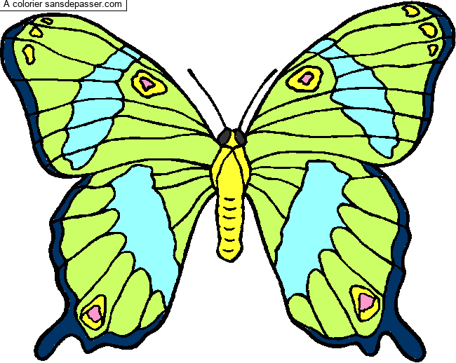 Coloriage Grand papillon par Loic6