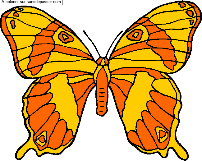 Coloriage Grand papillon par un invité