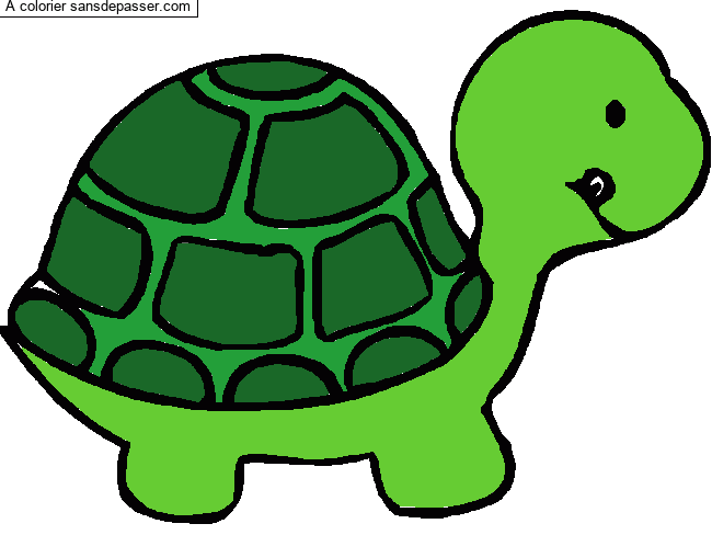 Petite tortue par un invit&eacute;