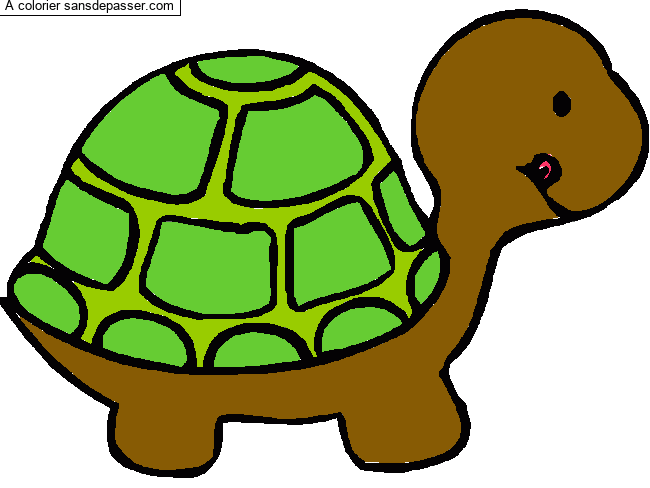 Petite tortue par un invit&eacute;