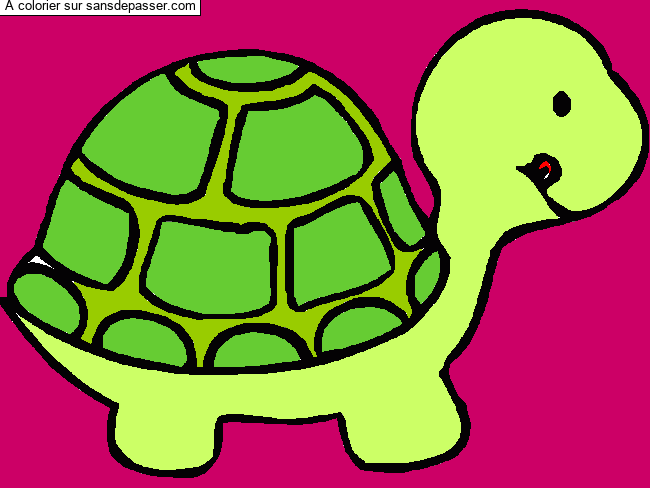 Petite tortue par un invit&eacute;