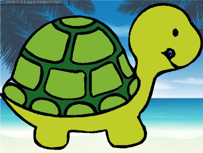 Petite tortue par un invit&eacute;