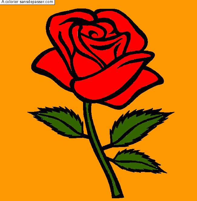 Rose rouge par un invité