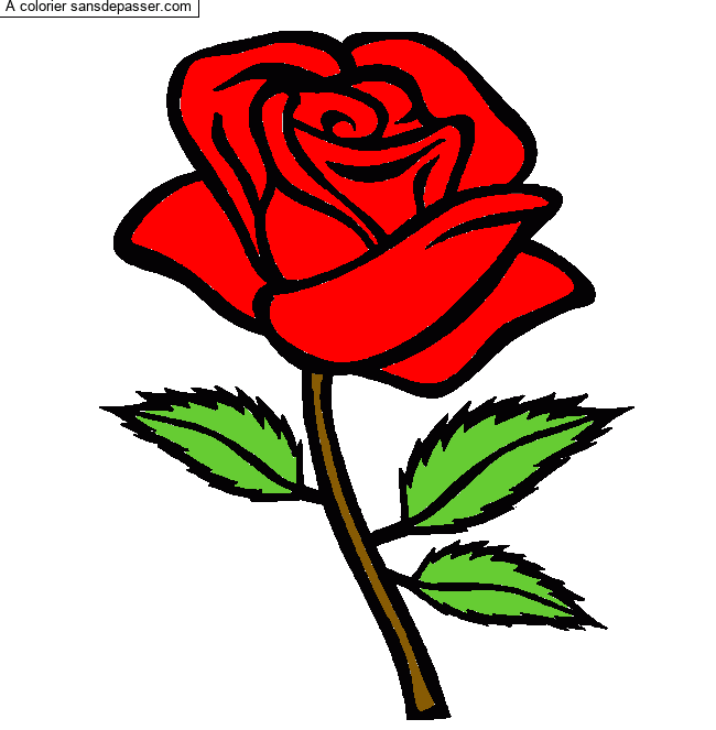 Rose rouge par un invité