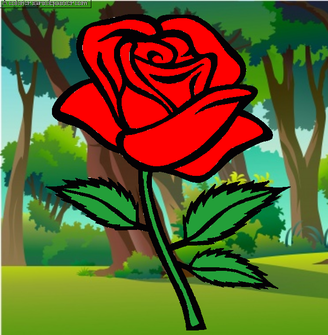 Rose rouge par un invit&eacute;