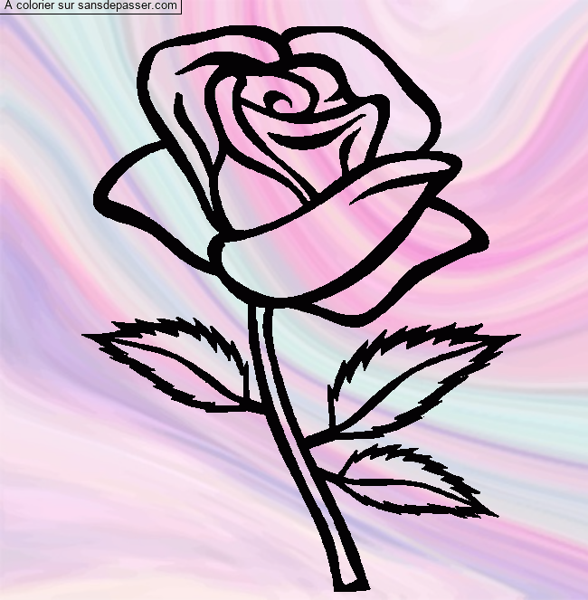 Rose rouge par un invit&eacute;