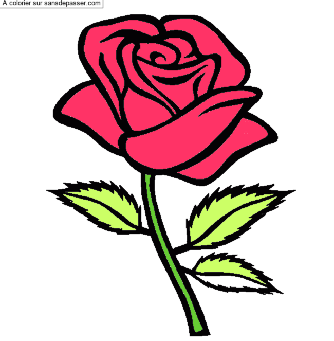 Rose rouge par un invit&eacute;