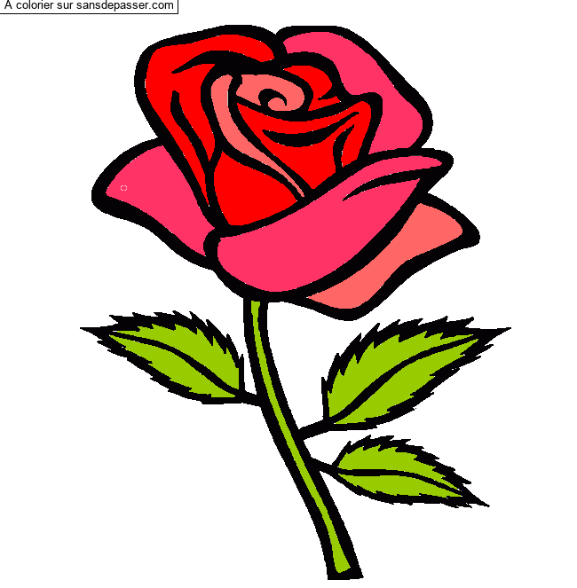 Rose rouge par un invit&eacute;