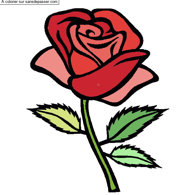 Rose rouge par un invit&eacute;