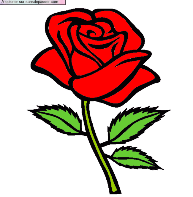 Rose rouge par un invit&eacute;