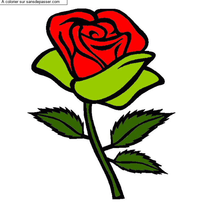Rose rouge par un invité