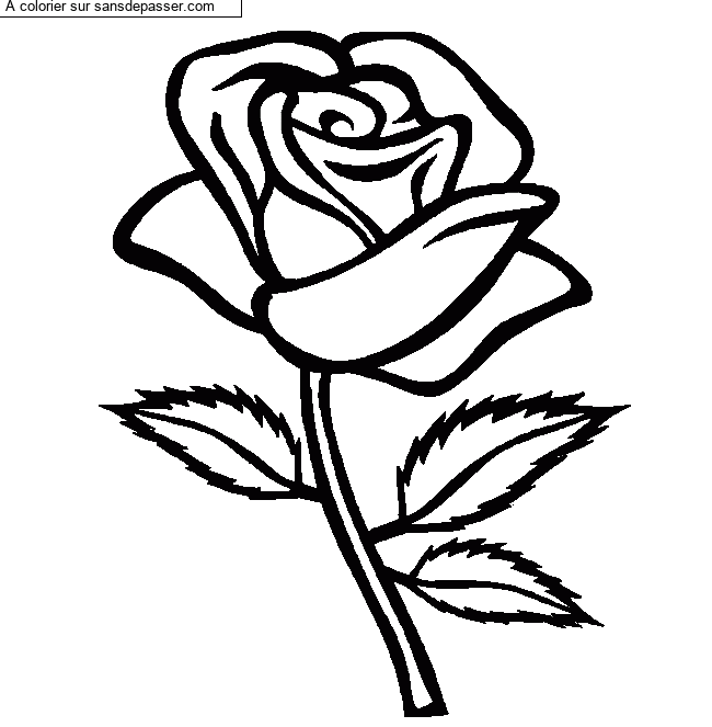 Rose rouge par un invit&eacute;