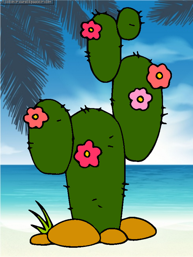 Cactus par un invité
