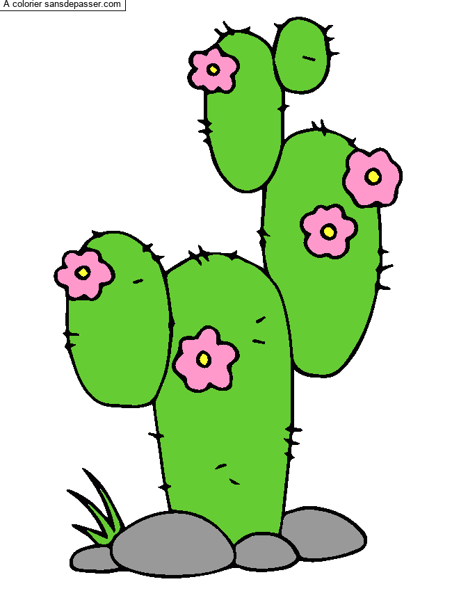 Cactus par un invit&eacute;