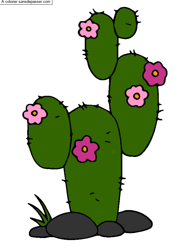Cactus par un invit&eacute;