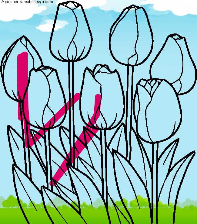 Tulipes par un invit&eacute;