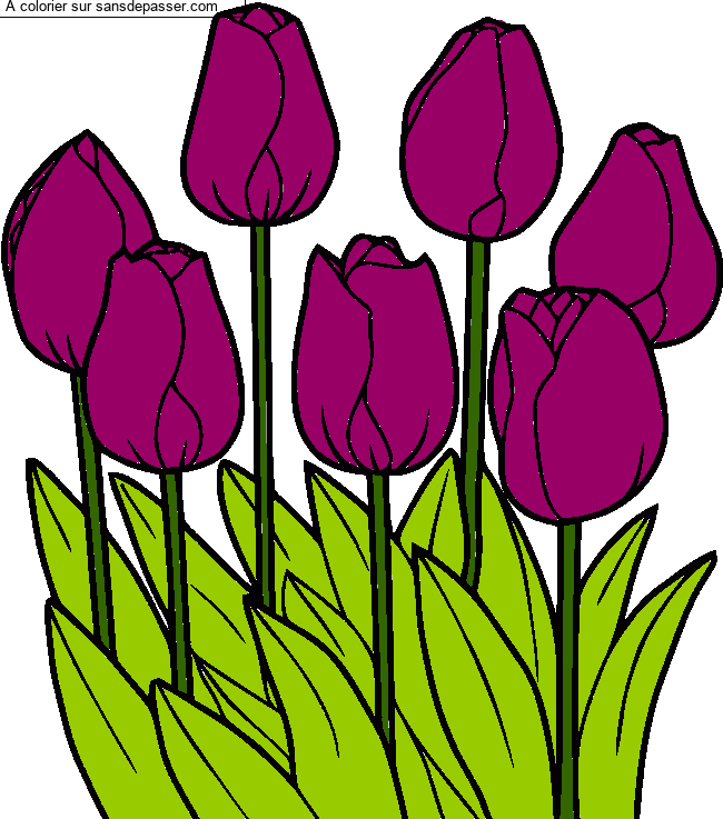 Coloriage Tulipes par un invit&eacute;