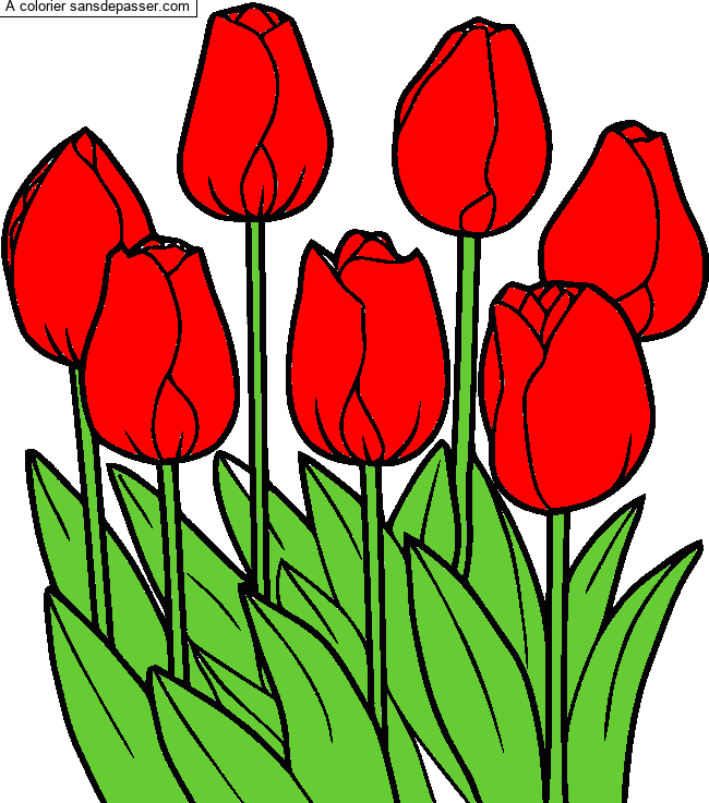 Coloriage Tulipes par un invité