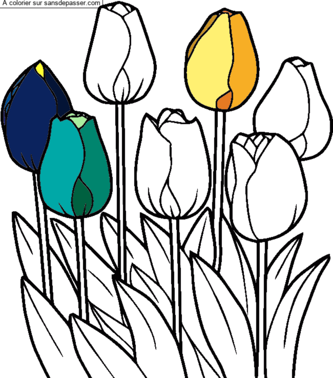 Tulipes par un invit&eacute;