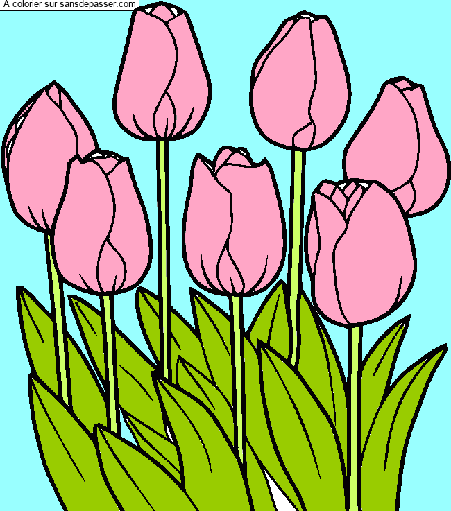 Tulipes par un invit&eacute;