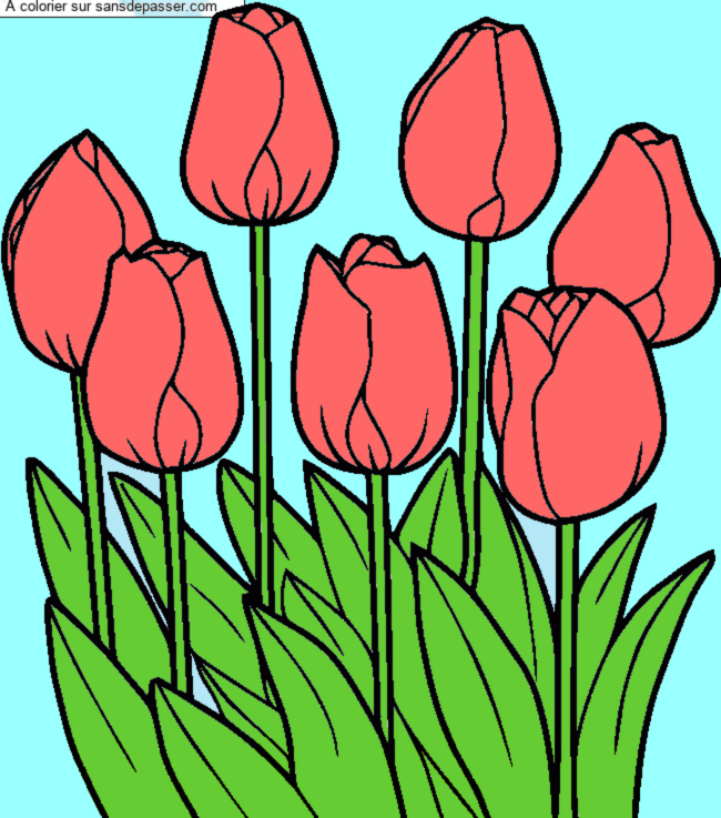 Tulipes par un invit&eacute;