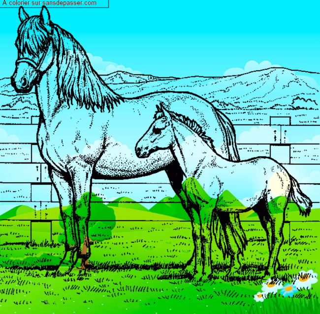 Coloriage Une jument et son poulain